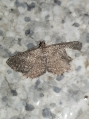 Rhoptria asperaria