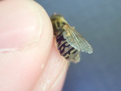 Parhelophilus frutetorum