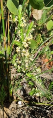 Struthiola ciliata