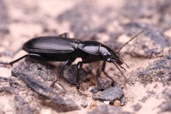 Pterostichus