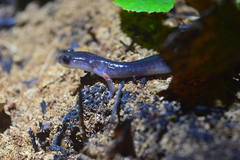 Plethodon shermani