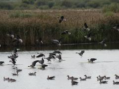 Anser brachyrhynchus