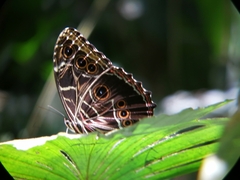 Morpho
