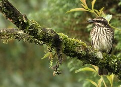 Myiodynastes maculatus