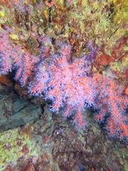 Corallium rubrum