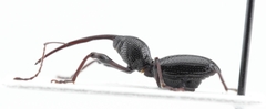 Sicoderus