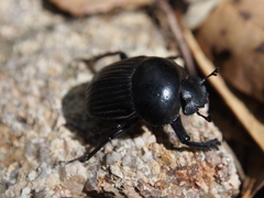 Scarabaeus laticollis