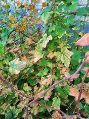 Ribes sanguineum