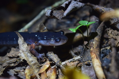 Plethodon shermani