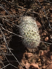 Mammillaria grahamii