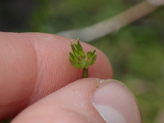 Coptis aspleniifolia