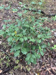 Ilex
