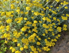 Helichrysum dasyanthum