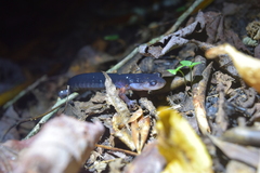 Plethodon shermani