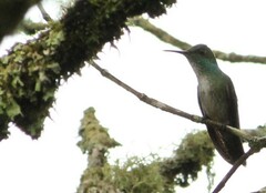 Chrysuronia versicolor