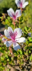 Pelargonium betulinum