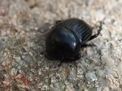 Scarabaeus laticollis