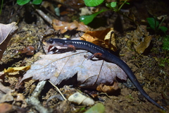 Plethodon shermani