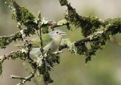 Conirostrum speciosum