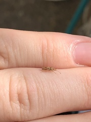 Belonochilus numenius