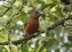 Ramphocelus bresilius