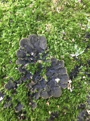 Peltigera evansiana
