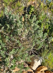 Indigofera brachystachya