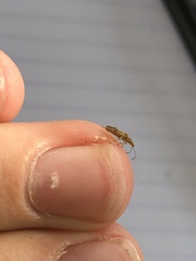 Belonochilus numenius