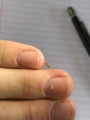 Belonochilus numenius