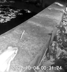 Protobothrops mucrosquamatus