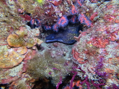 Muraena helena
