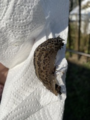 Limax maximus