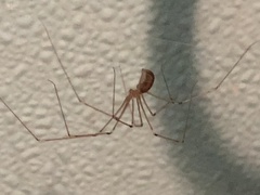 Holocnemus pluchei