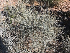 Ephedra