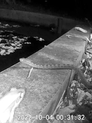 Protobothrops mucrosquamatus