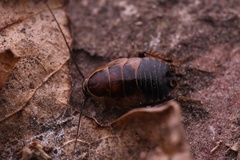 Ectobius sylvestris