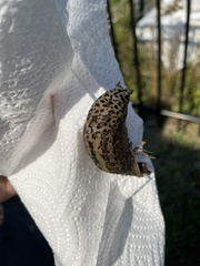 Limax maximus
