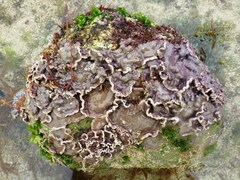 Lithophyllum incrustans