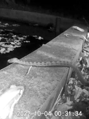 Protobothrops mucrosquamatus