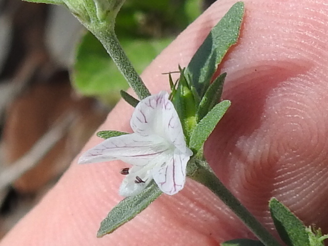 Carlowrightia texana