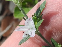 Carlowrightia texana
