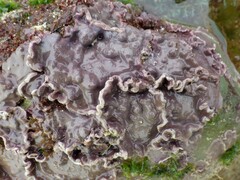 Lithophyllum incrustans