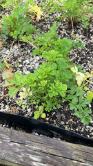 Petroselinum crispum