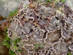 Lithophyllum incrustans