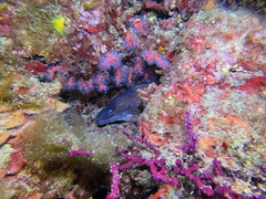 Muraena helena