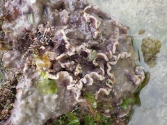 Lithophyllum incrustans