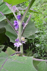 Solanum quitoense