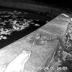 Protobothrops mucrosquamatus