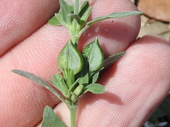 Carlowrightia texana