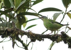 Dacnis cayana